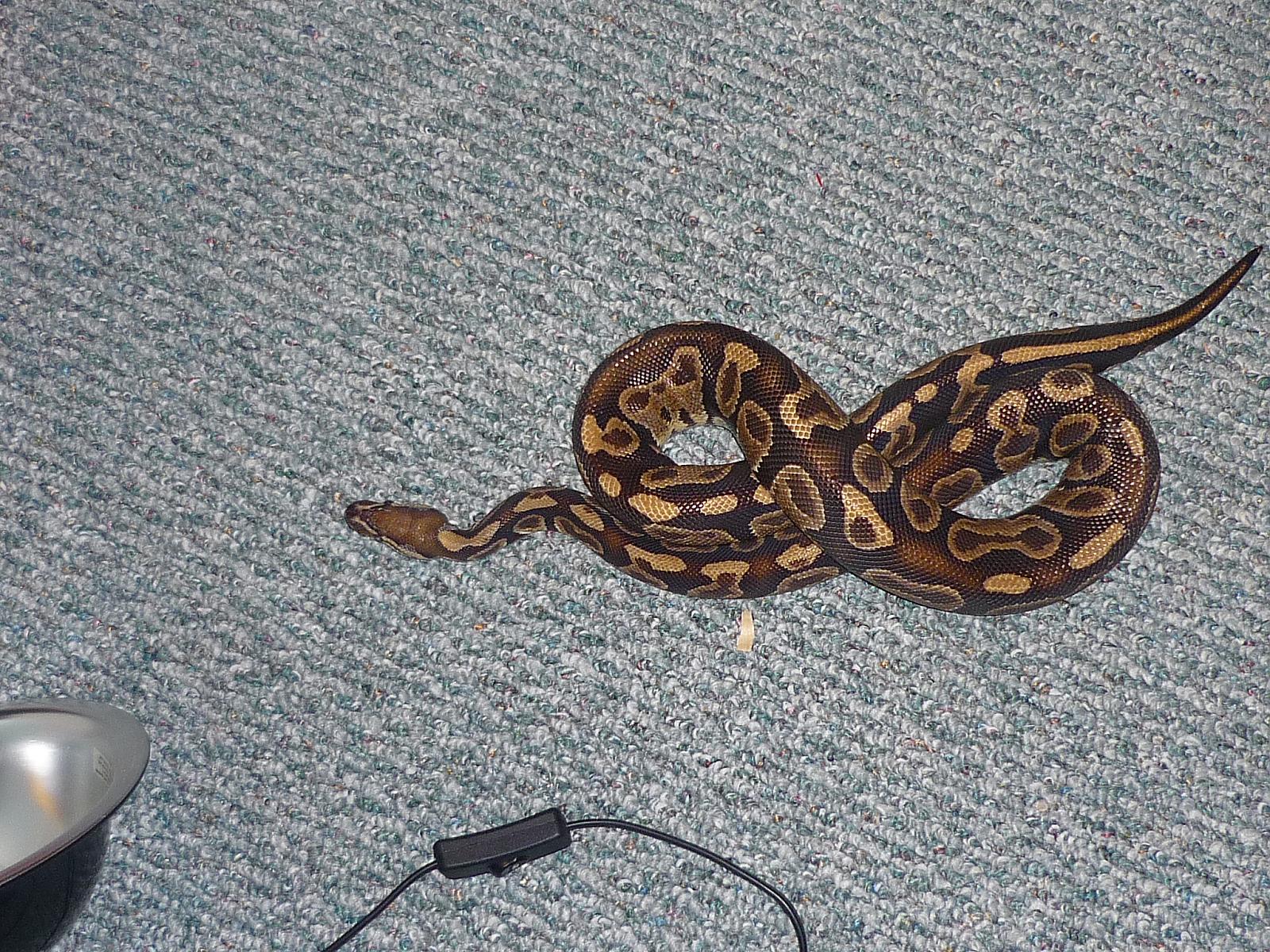 Sable?
