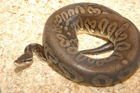 Pewter female