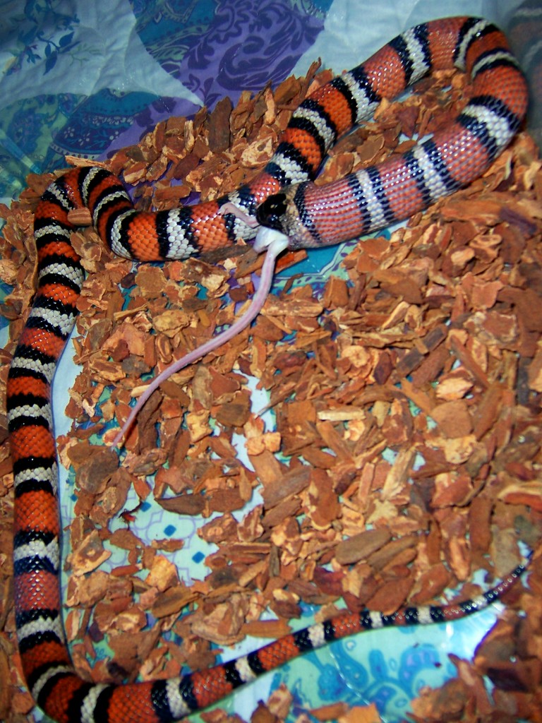 Variable Kingsnake