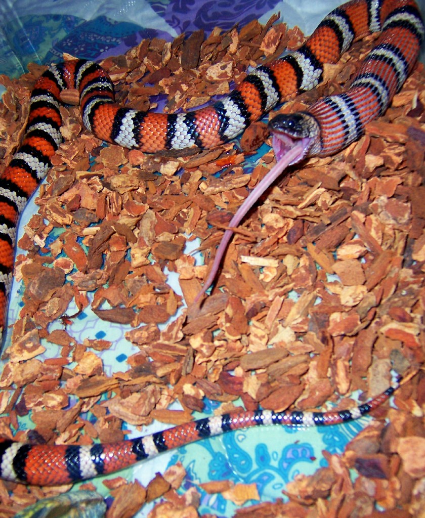 Variable Kingsnake