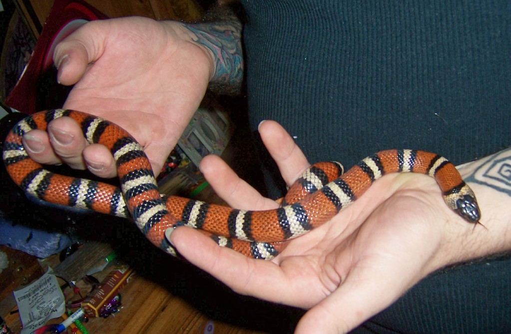 Variable Kingsnake