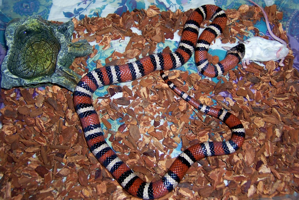 Variable Kingsnake