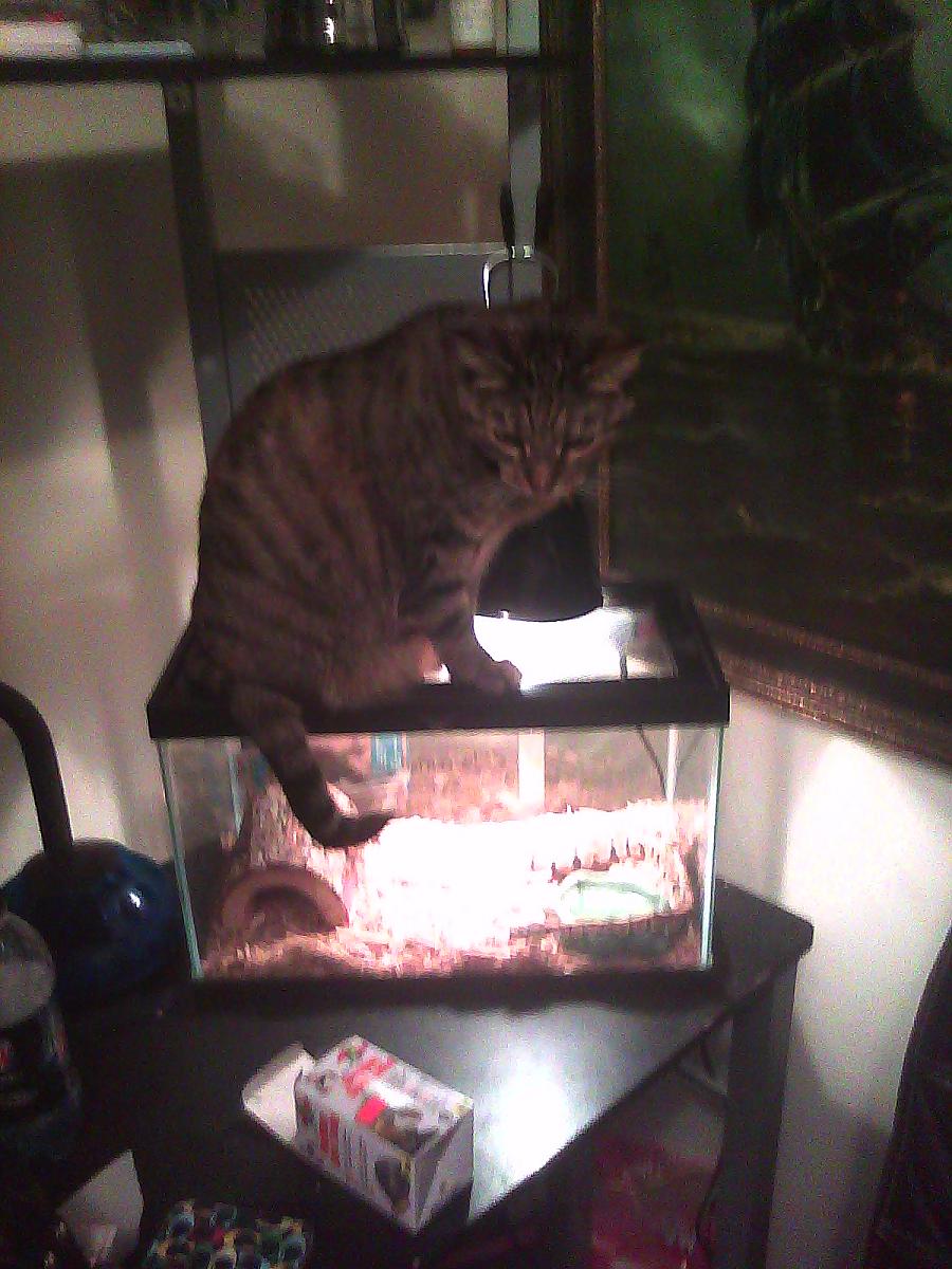 Kitty and the Demon