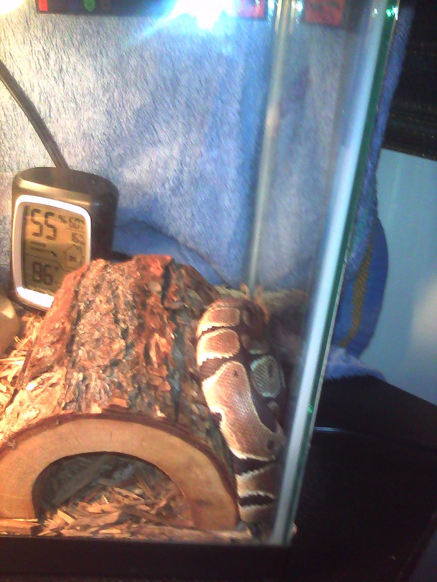Demon comfy?