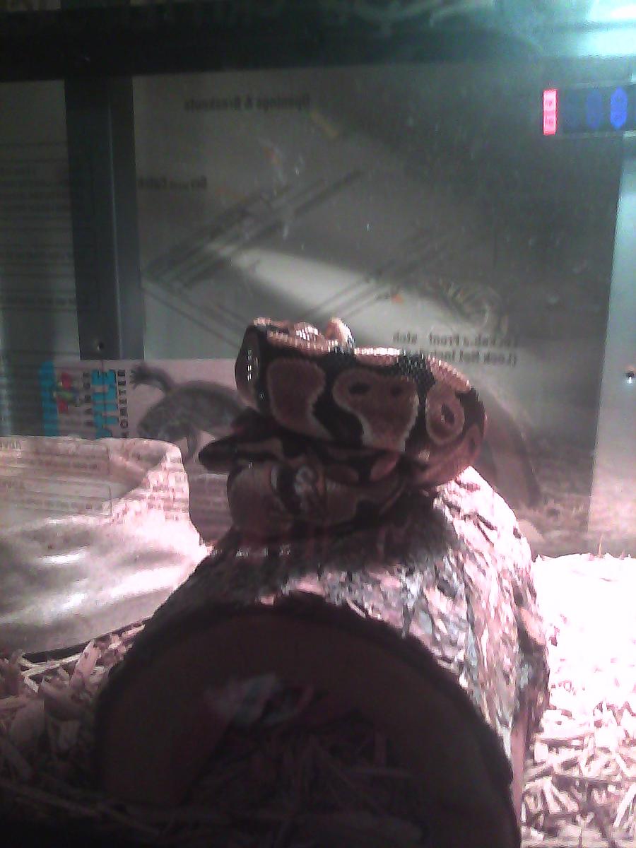 Demon in a knot