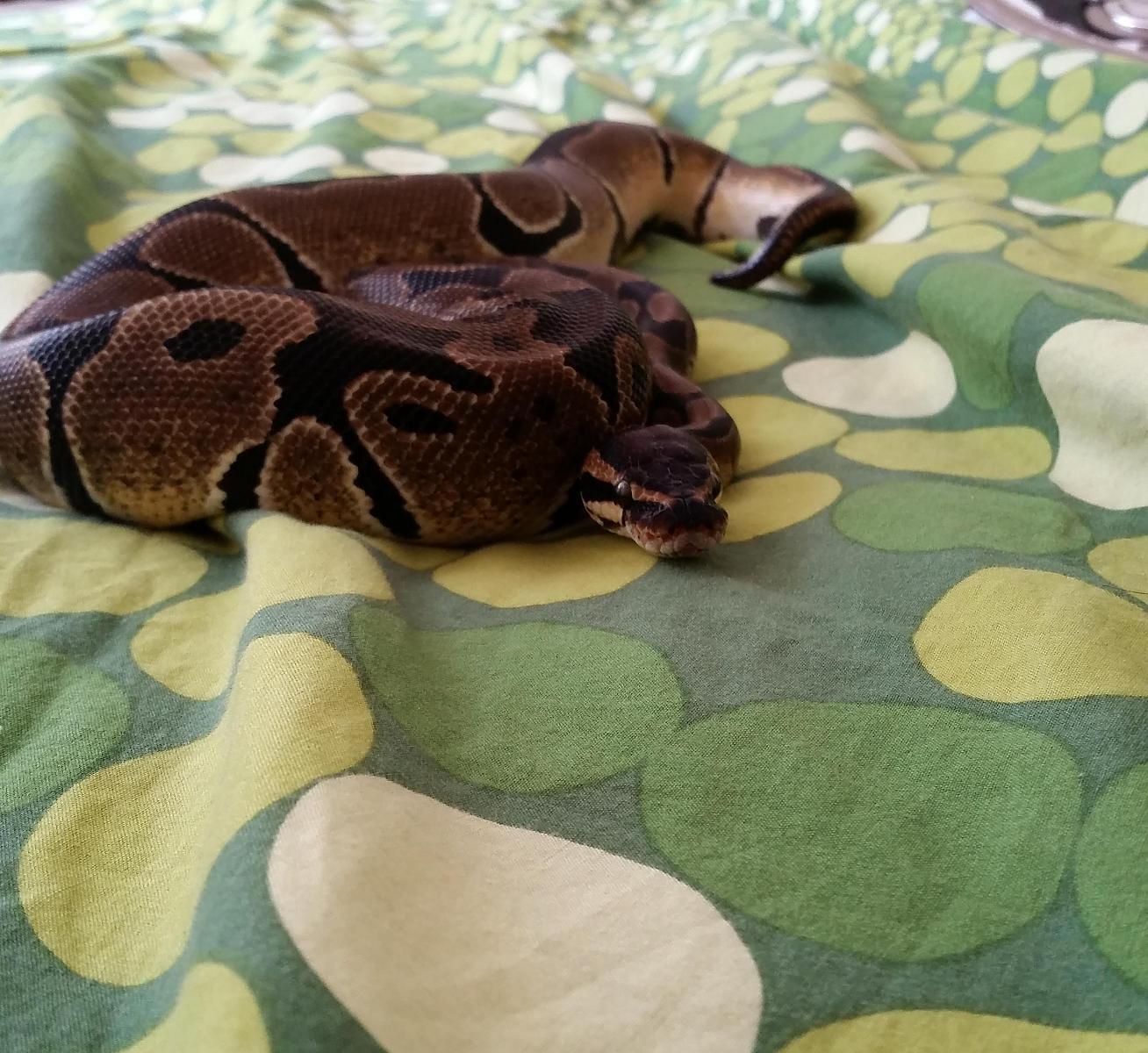 Kaa 