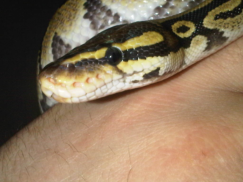 Brian