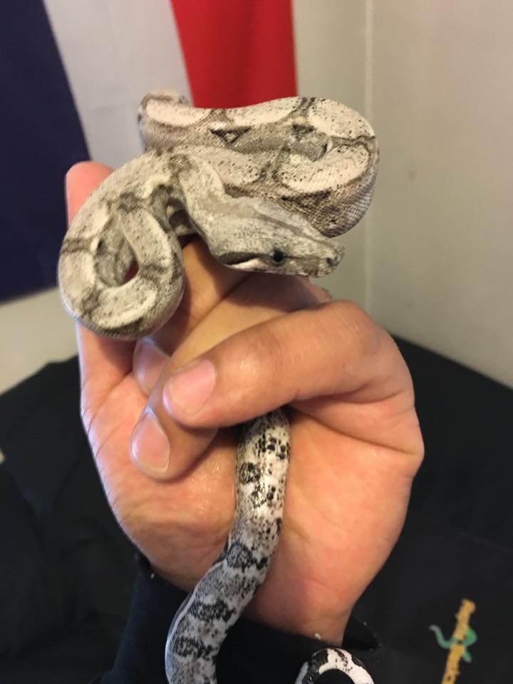 my baby boa