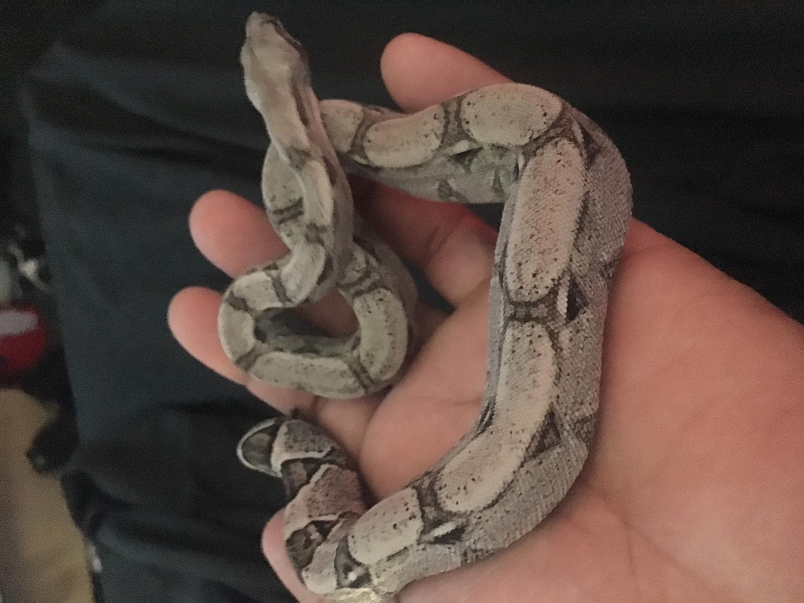 my baby boa