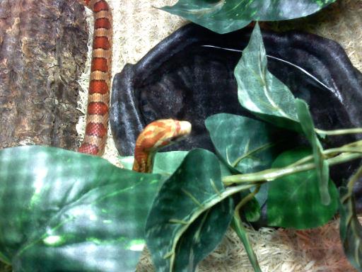 Jasper The Friendly Snake 2