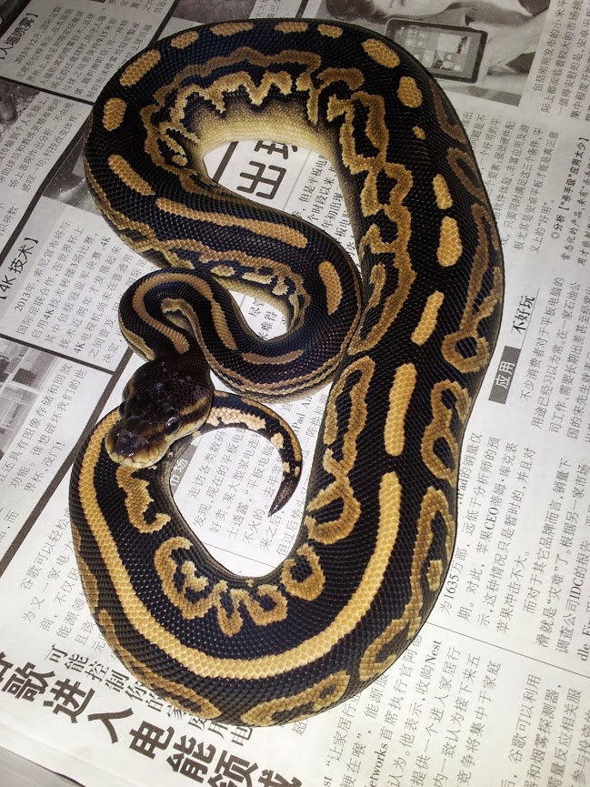 Cinny Phantom Ball python