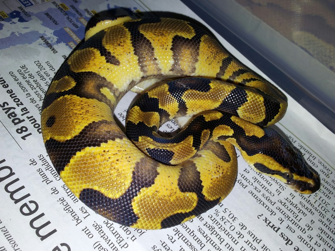 My New Enchi Yellow Belly