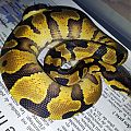 My New Enchi Yellow Belly