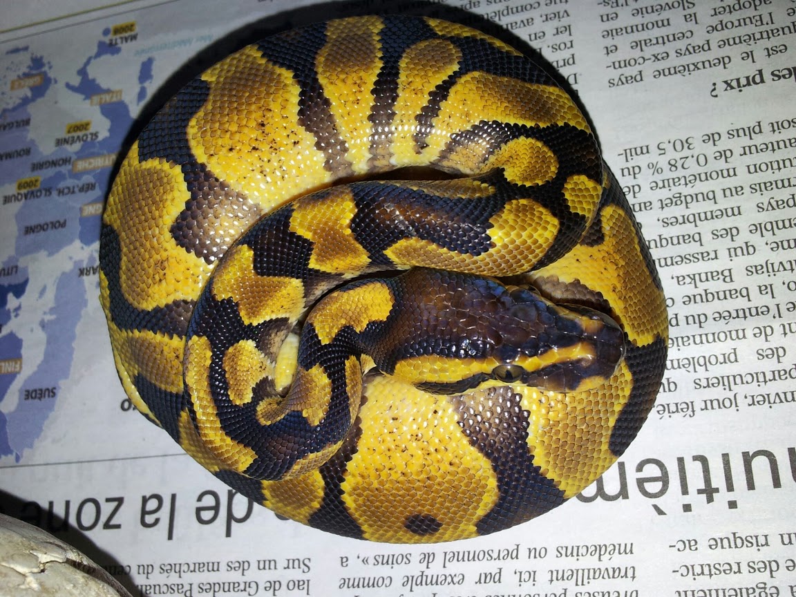 My New Enchi Yellow Belly