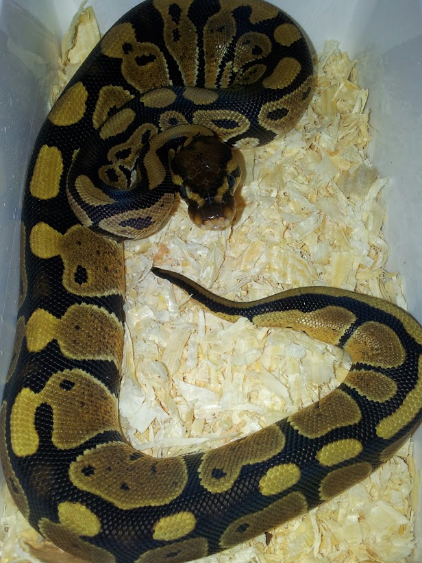 100% het clown female