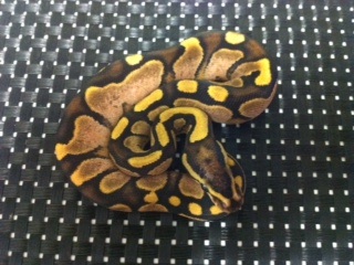 Sugar Ball python