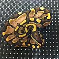 Sugar Ball python