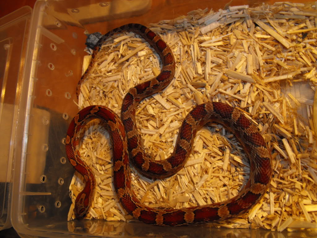 Snakes