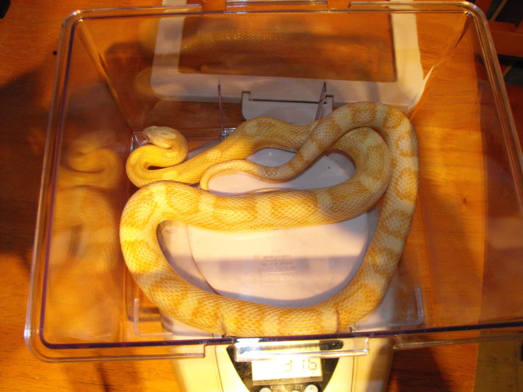 Snakes