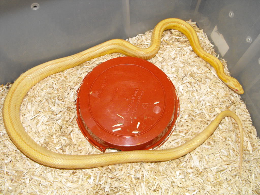 Snakes