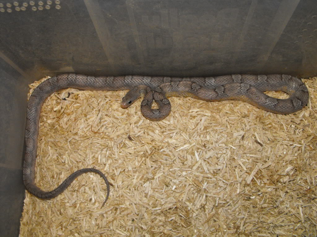 Snakes