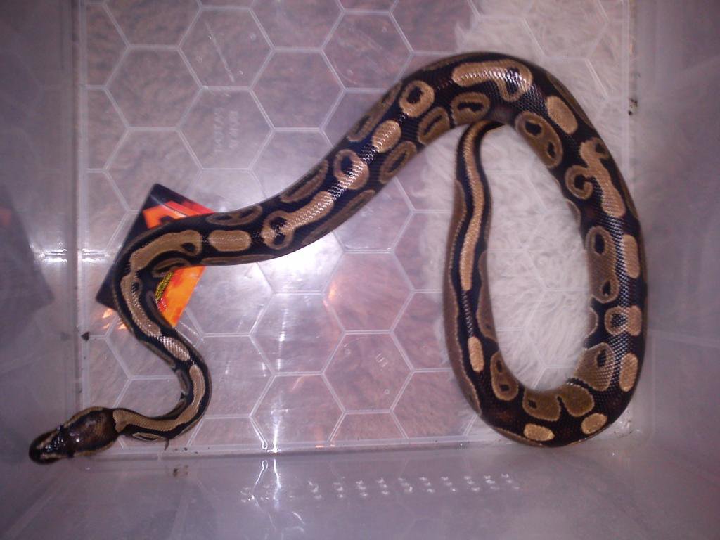 Snakes