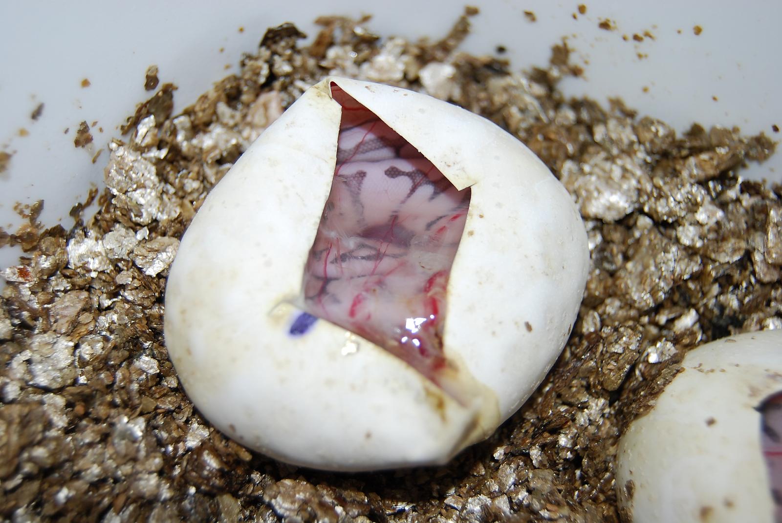 Egg