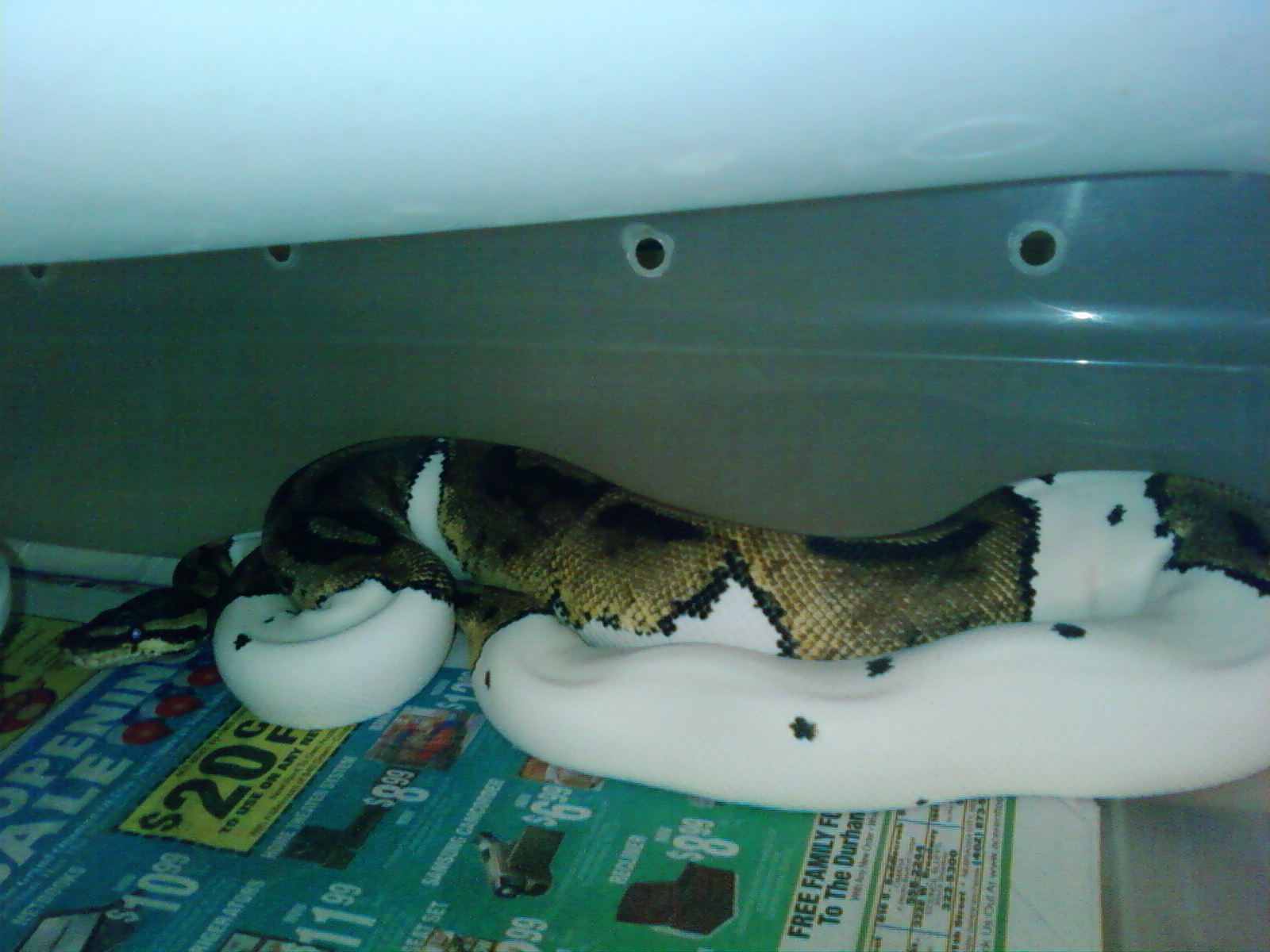 ball pythons