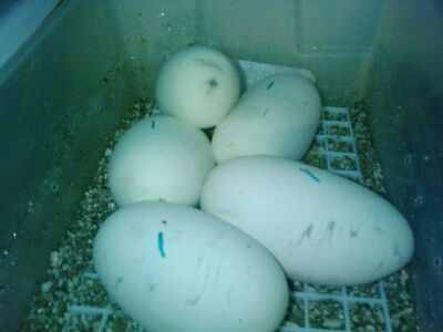 My collection and Breeding