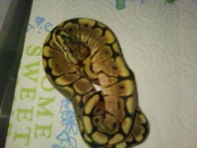 My collection and Breeding