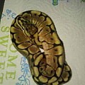 My collection and Breeding