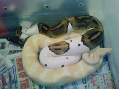 My collection and Breeding