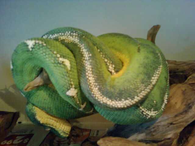My collection and Breeding
