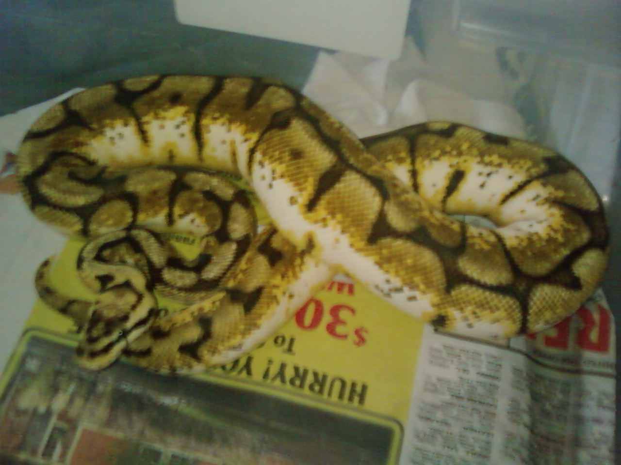 ball pythons