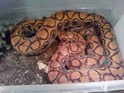 My collection and Breeding