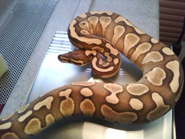 ball pythons