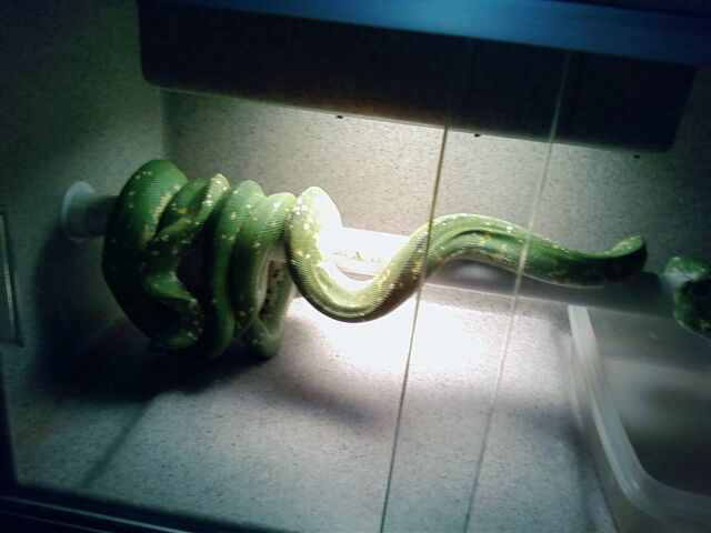 My collection and Breeding
