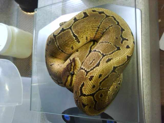 My collection and Breeding