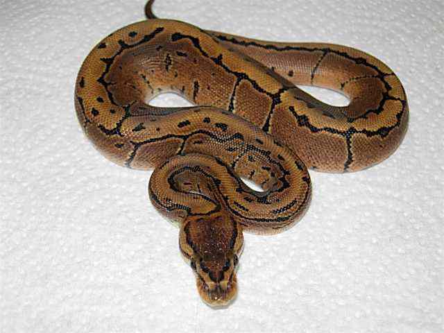ball pythons