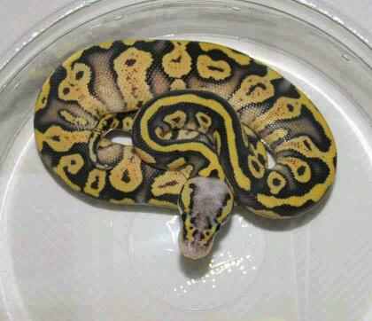 My collection and Breeding