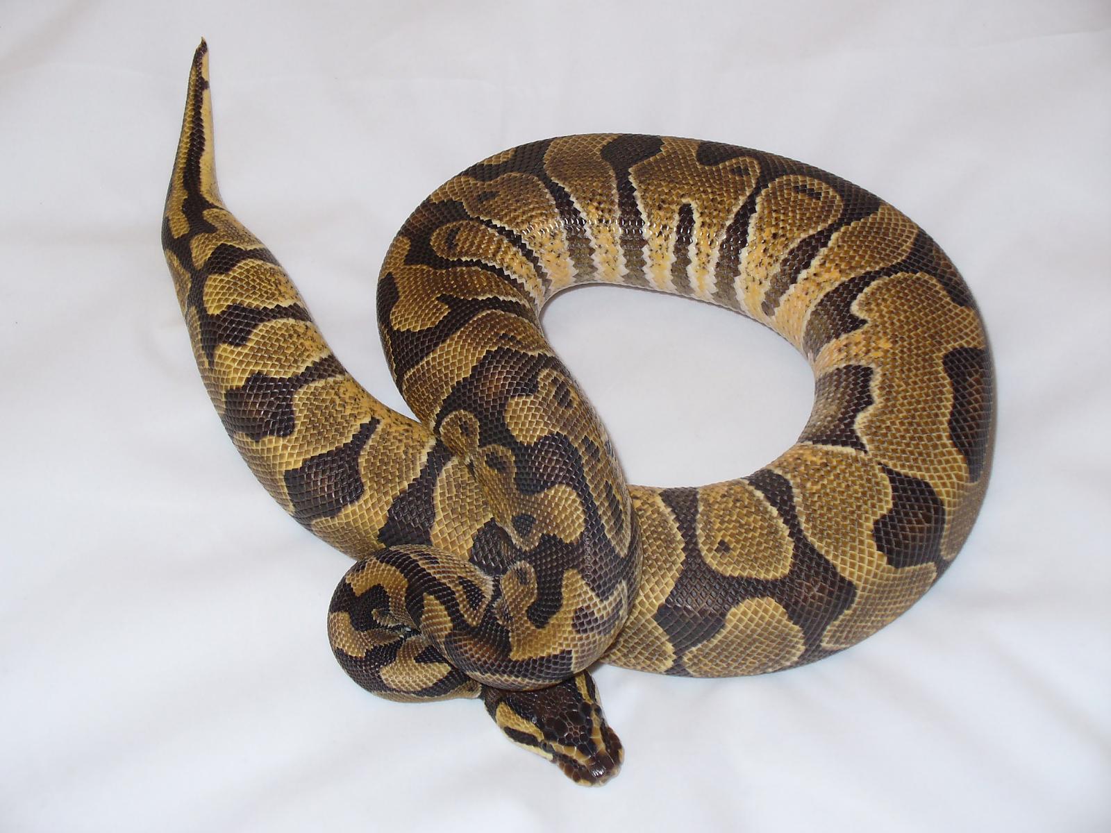 enchi