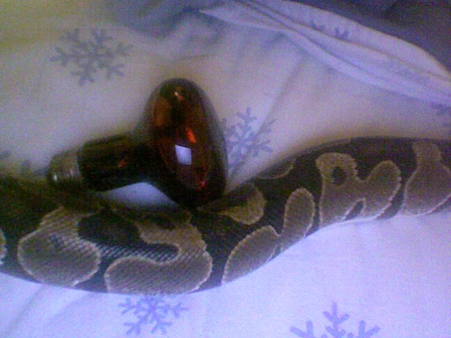 Possibly pregnant female, comparison to heat lamp bulb