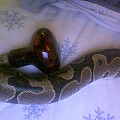 Possibly pregnant female, comparison to heat lamp bulb