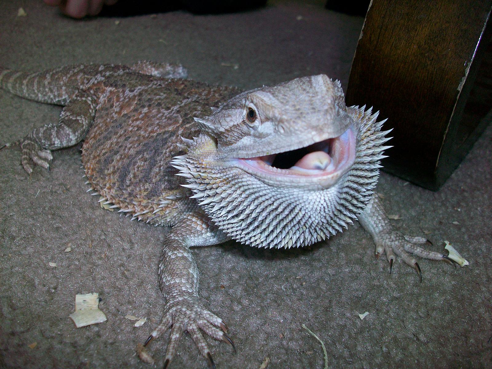 Bearded Dragon