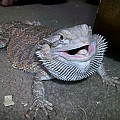 Bearded Dragon