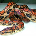 Brazilian Rainbow Boa