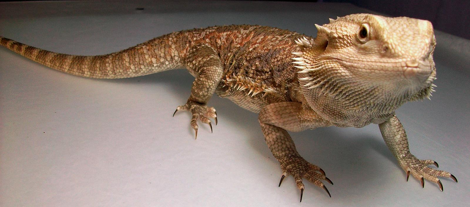 Bearded Dragon