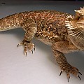 Bearded Dragon