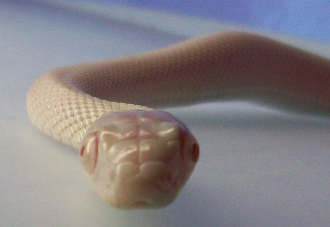 Leucistic Rat Snake