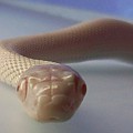 Leucistic Rat Snake